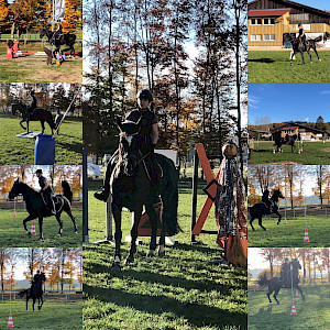 High Potential für die Working Equitation: Maifee