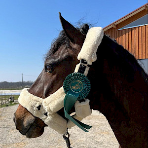 Turnierberichte aus Bregenz, Krumbach und Bad Wurzach