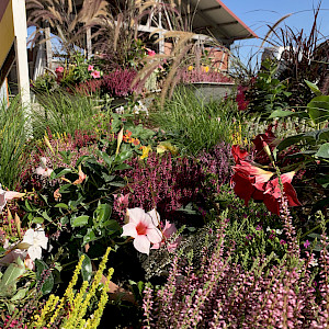 Blumenpracht als Turnier-Starter: Ready Go!